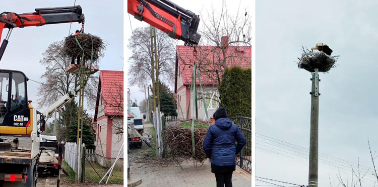 Uratowaliśmy gniazdo bociana