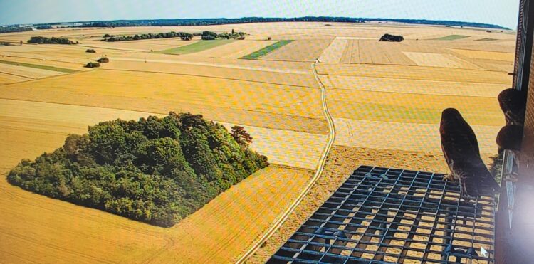 Podglądamy pustułki w gniazdach na stacjach bazowych