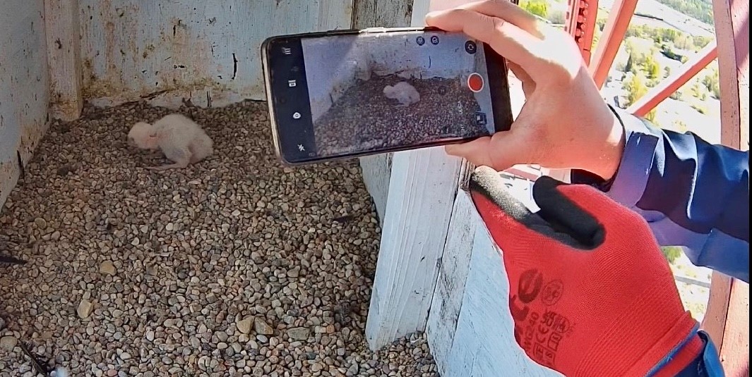 Udana adopcja pisklaka sokoła wędrownego